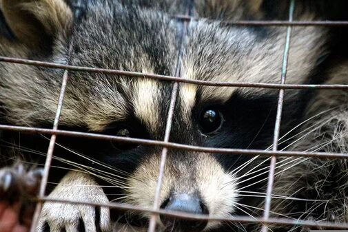 raccoon stuck in the attic