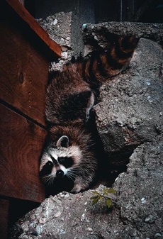 raccoons in the attic