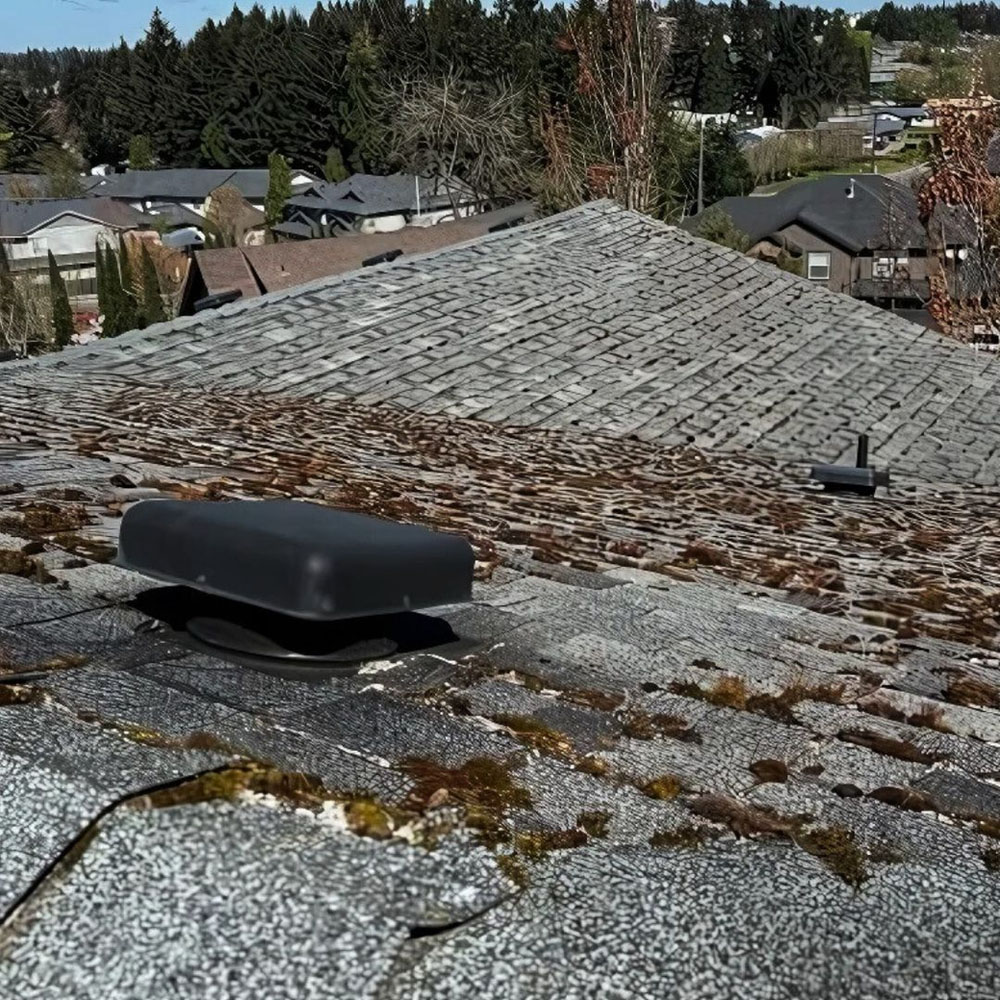 Salem OR roof repair and replacement due to plant growth