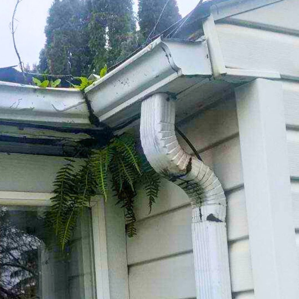 Roof repair salem or - plants on roof 