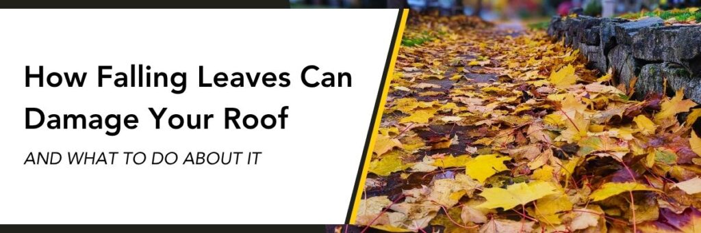 How Falling Leaves Can Damage Your Roof and what you can do about it