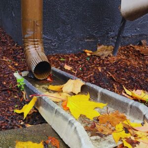 leaves in the gutter downspout