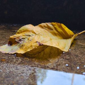 falling leaves can damage your roof