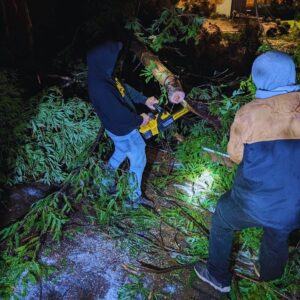 emergency roof repair and fallen tree removal