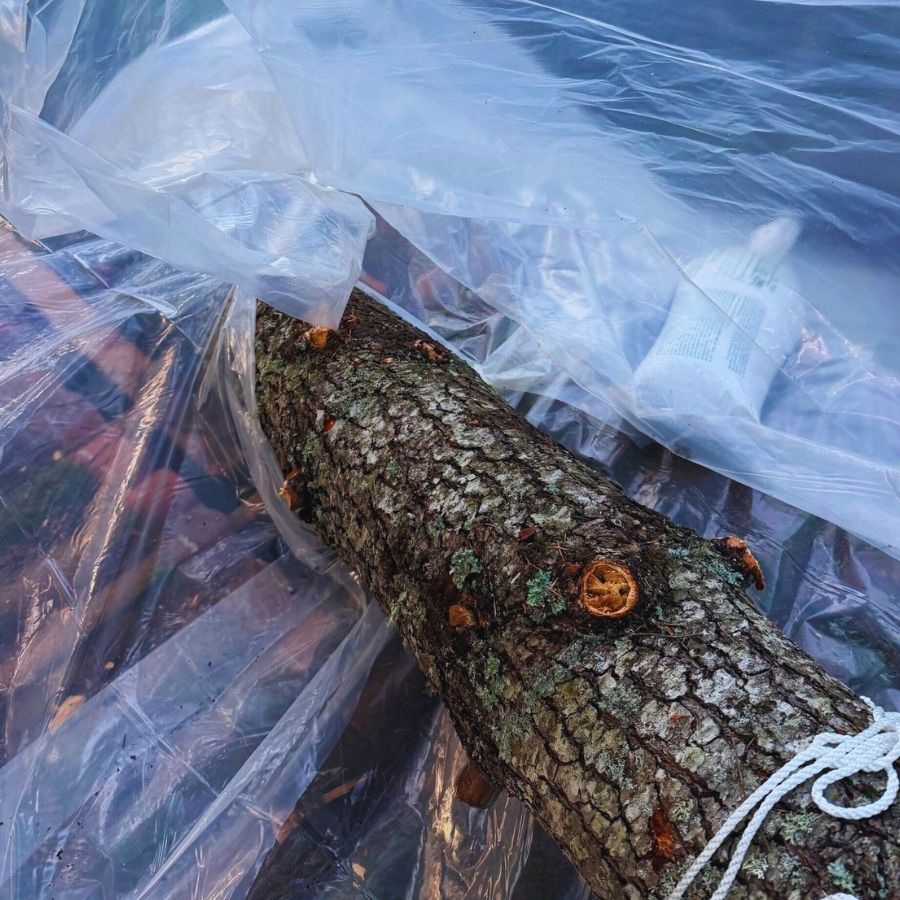 tree in house requiring emergency roof repairs salem oregon