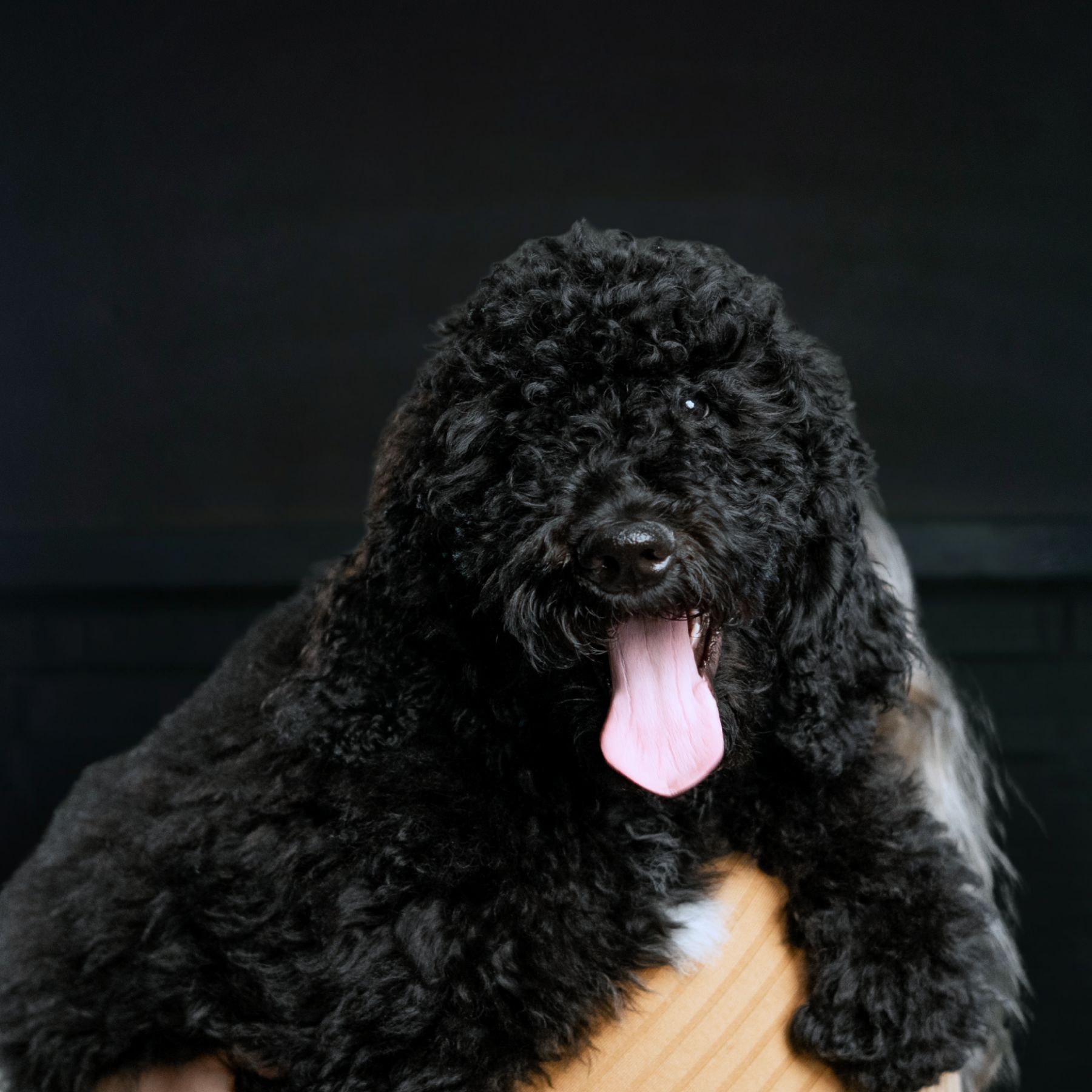 Bandit. Customer Satisfaction